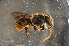  (Megachile diligens buxtoni - BAB004)  @14 [ ] CreativeCommons - Attribution Non-Commercial Share-Alike (2012) Scott Groom Flinders University