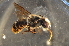  (Megachile diligens hedleyi - BAL002)  @14 [ ] CreativeCommons - Attribution Non-Commercial Share-Alike (2012) Scott Groom Flinders University