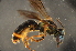  (Lasioglossum sp. D - BBO010)  @14 [ ] CreativeCommons - Attribution Non-Commercial Share-Alike (2012) Scott Groom Flinders University