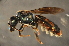  (Lasioglossum tannaense - BBV003)  @14 [ ] CreativeCommons - Attribution Non-Commercial Share-Alike (2012) Scott Groom Flinders University