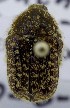  (Xeloma seticollis - KEN-MRC-00003)  @12 [ ] CreativeCommons - Attribution Share-Alike (2017) HG Wang Smithsonian Institution National Museum of Natural History