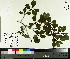  (Ilex verticillata - NC2012_58)  @11 [ ] CreativeCommons - Attribution Non-Commercial (2014) MTMG McGill University Herbarium