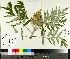  ( - NC2012_271)  @11 [ ] CreativeCommons - Attribution Non-Commercial (2014) MTMG McGill University Herbarium