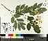  ( - NC2012_289)  @11 [ ] CreativeCommons - Attribution Non-Commercial (2014) MTMG McGill University Herbarium