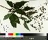  ( - NC2012_331)  @11 [ ] CreativeCommons - Attribution Non-Commercial (2014) MTMG McGill University Herbarium