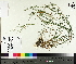  (Agrostis perennans - NC2012_404)  @11 [ ] CreativeCommons - Attribution Non-Commercial (2014) MTMG McGill University Herbarium