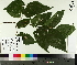  ( - NC2012_432)  @11 [ ] CreativeCommons - Attribution Non-Commercial (2014) MTMG McGill University Herbarium