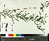  ( - NC2012_438)  @11 [ ] CreativeCommons - Attribution Non-Commercial (2014) MTMG McGill University Herbarium