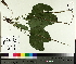  ( - NC2012_526)  @11 [ ] CreativeCommons - Attribution Non-Commercial (2014) MTMG McGill University Herbarium