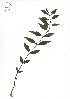 ( - NC2012_392)  @11 [ ] CreativeCommons - Attribution Non-Commercial (2012) MTMG McGill University Herbarium