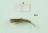  (Ischnura genei - MT56_Igen_2018_1)  @11 [ ] CreativeCommons - Attribution Share-Alike (2019) Unspecified University of Lodz, Faculty of Biology and Environmental Protection