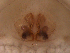  ( - UOS-MTSPD-0221)  @11 [ ] CreativeCommons - Attribution (2016) G. Blagoev Centre for Biodiversity Genomics