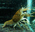  (Procambarus regiomontanus - MTY-006)  @11 [ ] CreativeCommons - Attribution (2016) Roberto Mendoza Alfaro Universidad Autonoma de Nuevo Leon