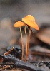  (Conocybe fiorii - PHM113)  @11 [ ] Copyright (2015) G D Khedkar Paul Hebert Centre For DNA Barcoding And Biodiversity Studies
