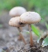  (Agrocybe pediades - PHM119)  @11 [ ] Copyright (2015) G D Khedkar Paul Hebert Centre For DNA Barcoding And Biodiversity Studies