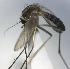  (Aedes dupreei - MVAMX19AS22)  @11 [ ] CreativeCommons  Attribution Non-Commercial Share-Alike (2019) Unspecified Laboratorio de Ecología de Enfermedades y Una Salud