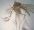  (Culex stenolepis - MVAMX19CL53)  @12 [ ] CreativeCommons  Attribution Non-Commercial Share-Alike (2019) Unspecified Laboratorio de Ecología de Enfermedades y Una Salud