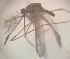  (Anopheles eiseni - MVAMX19GO89)  @11 [ ] CreativeCommons  Attribution Non-Commercial Share-Alike (2019) Unspecified Laboratorio de Ecología de Enfermedades y Una Salud