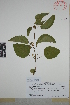  (Marsdenia gualanensis - Espinosa-Jimenez204)  @11 [ ] Copyright (2010) Unspecified Universidad Autónoma de México