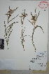  (Asclepias angustifolia - Garcia-Mendoza8523)  @11 [ ] Copyright (2010) Unspecified Universidad Autónoma de México