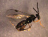 (Promicrogaster sp. Sff1 - Micro0060)  @12 [ ] Unspecified (default): All Rights Reserved  Unspecified Unspecified