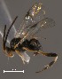  (Diolcogaster basimacula group Sff1 - Micro-0476)  @14 [ ] Unspecified (default): All Rights Reserved  Unspecified Unspecified