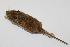  (Peromyscus simulus - CIBNOR-20540)  @13 [ ] Copyright (2012) Unspecified Unspecified