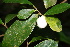  (Daphnopsis megacarpa - Ibarra6217)  @11 [ ] Copyright  Karen H. Esquivel 2010 Unspecified