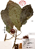 (Sloanea medusula - Velasco684A)  @11 [ ] Copyright  K. Hernandez y P. Mendoza 2010 Unspecified