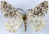 (Erilophodes butei - CNIN-GEO-00025)  @11 [ ] No Rights Reserved (2022) Tanner A. Matson Colección Nacional de Insectos de México