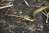  (Thamnophis proximus - MXHER146)  @12 [ ] Copyright (2010) Copyright Museo de Zoologa 