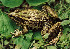  (Lithobates - MXHER506)  @15 [ ] Copyright (2010) Rosario Mata Unspecified