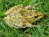  (Lithobates neovolcanicus - MXHER073)  @14 [ ] CreativeCommons - Attribution Non-Commercial No Derivatives (2014) Virginia Leon Universidad Nacional Autonoma de Mexico, Instituto de Biologia