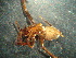  (Hoffmannilena variabilis - MXLAP-991)  @11 [ ] CreativeCommons - Attribution Non-Commercial Share-Alike (2015) Maria Luisa Jimenez Centro de Investigaciones Biológicas del Noroeste