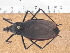  (Dipetalogaster - JAGCH66)  @11 [ ] CreativeCommons - Attribution Non-Commercial Share-Alike (2015) Unspecified Instituto de Diagnóstico y Referencia Epidemiológica