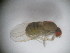  (Hirtodrosophila subgilva - MYCBR114)  @12 [ ] No Rights Reserved  Unspecified Unspecified