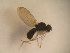  (Paraliodrosophila burlai - MYCBR116N)  @12 [ ] No Rights Reserved  Unspecified Unspecified