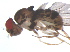  (Hirtodrosophila H010 - MYCBR119)  @13 [ ] No Rights Reserved  Unspecified Unspecified