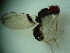  (Mycodrosophila projectans - MYCBR130xV)  @11 [ ] No Rights Reserved  Unspecified Unspecified