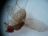  (Hirtodrosophila morgani - MYCBR138)  @12 [ ] No Rights Reserved  Unspecified Unspecified