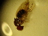  (Hirtodrosophila subflavohalterata affinis H002 - MYCBR175)  @12 [ ] No Rights Reserved  Unspecified Unspecified