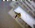  (Phronia persimilis - FinMyc214)  @12 [ ] Unspecified (default): All Rights Reserved (2011) Unspecified NHMO