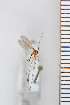 (Bolitophila modesta - FinMyc92)  @13 [ ] Copyright (2011) University of Oslo, Natural History Museum University of Oslo, Natural History Museum