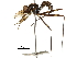  (Paragrallomyia inornata - Sample-demo80)  @11 [ ] CreativeCommons - Attribution (2018) CBG Photography Group Centre for Biodiversity Genomics