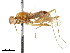  (Amapeza hyaloptera - debu01089009)  @13 [ ] CreativeCommons - Attribution (2019) CBG Photography Group Centre for Biodiversity Genomics