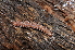  (Polydesmus denticulatus - BC ZSM MYR 00260)  @13 [ ] CreativeCommons - Attribution Non-Commercial Share-Alike (2010) Unspecified SNSB, Zoologische Staatssammlung Muenchen