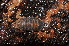  (Armadillidium opacum - BC ZSM MYR 00563)  @13 [ ] CreativeCommons - Attribution Non-Commercial Share-Alike (2010) Joerg Spelda SNSB, Zoologische Staatssammlung Muenchen