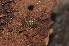  (Armadillidium pictum - BC ZSM MYR 00566)  @14 [ ] CreativeCommons - Attribution Non-Commercial Share-Alike (2010) Joerg Spelda SNSB, Zoologische Staatssammlung Muenchen