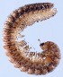  (Craspedosoma oropense - GBOL14285b)  @11 [ ] CreativeCommons  Attribution Non-Commercial Share-Alike (2015) SNSB (Staatliche Naurwissenschaftliche Sammlungen Bayerns) ZSM (Zoologische Staatssammlung Muenchen)