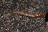  (Craspedosoma rawlinsii alemannicum - BC ZSM MYR 00311)  @14 [ ] CreativeCommons - Attribution Non-Commercial Share-Alike (2010) Joerg Spelda SNSB, Zoologische Staatssammlung Muenchen
